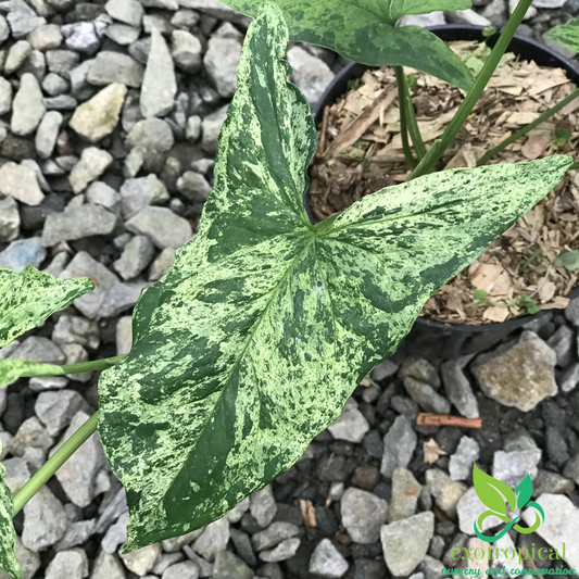 Syngonium Mojito