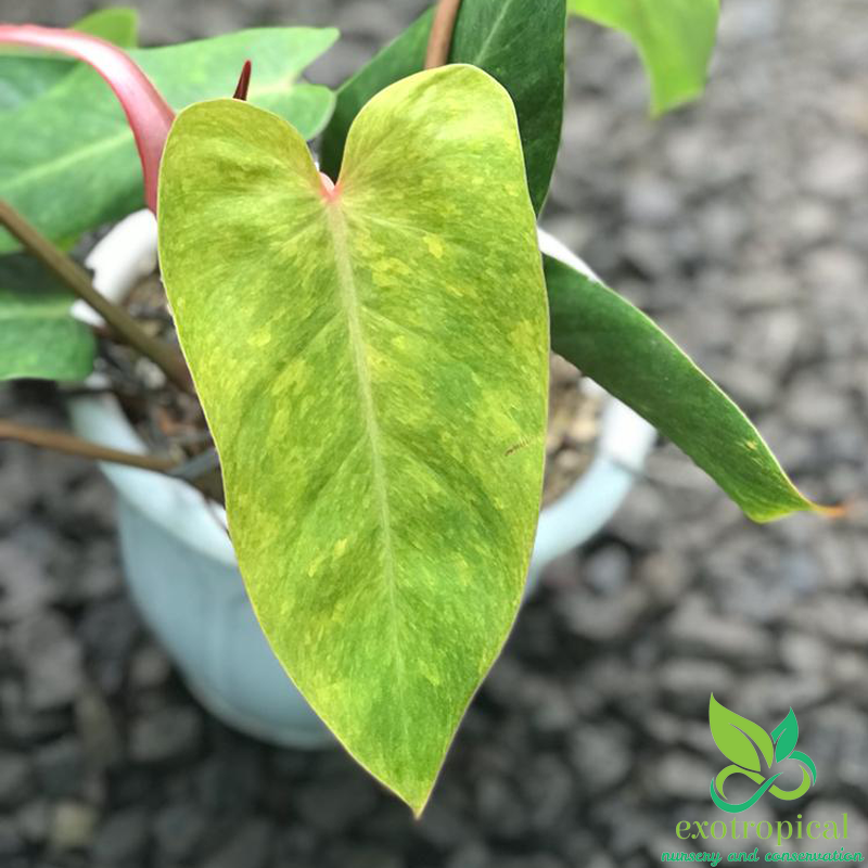 Philodendron Painted Lady