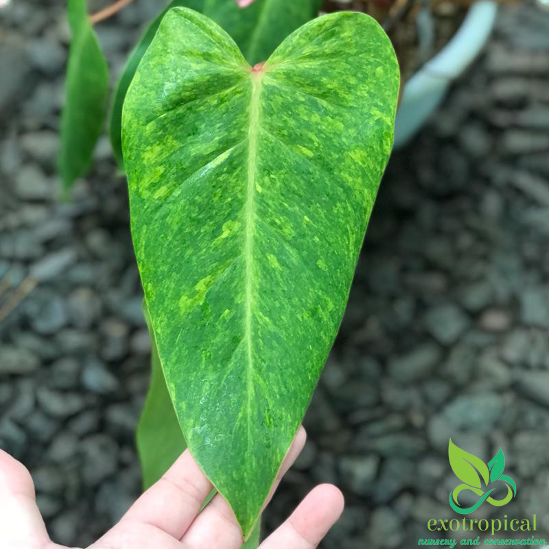 Philodendron Painted Lady