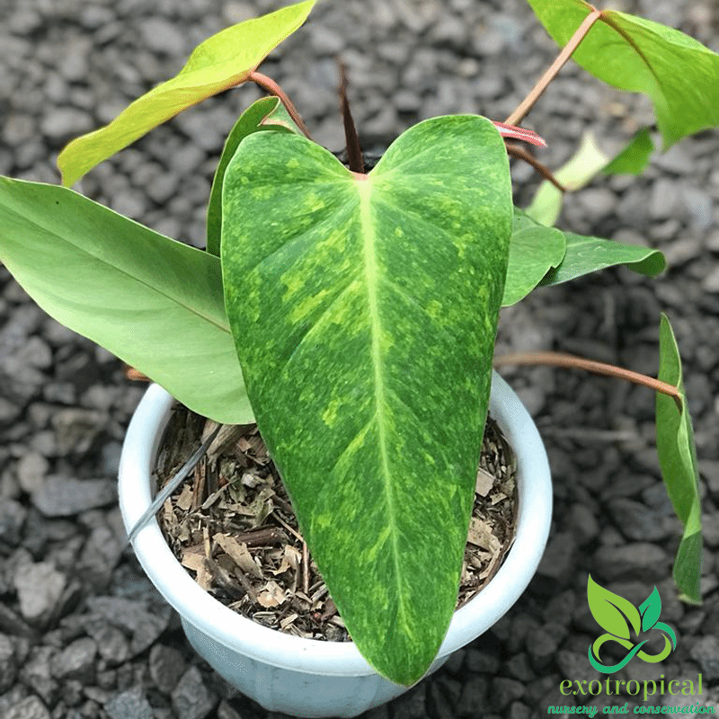 Philodendron Painted Lady