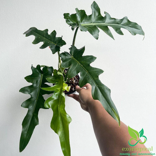 Philodendron Bob cee