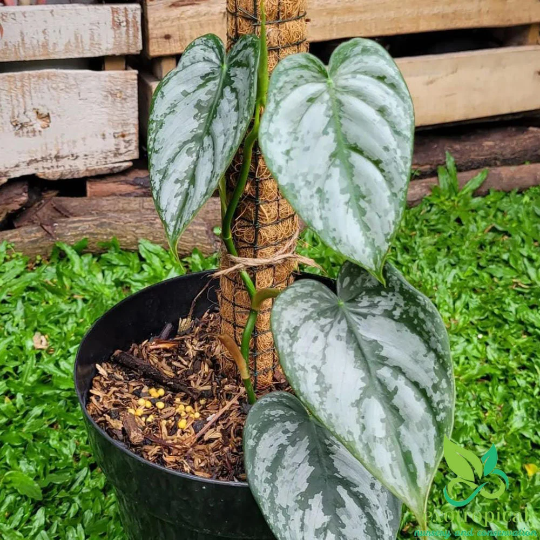 4” Silver leaf philodendrons (Philodendron brandtianum) – Angie's
