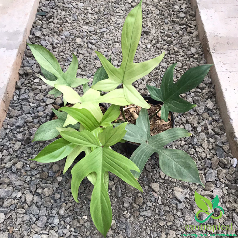 Philodendron Florida Ghost