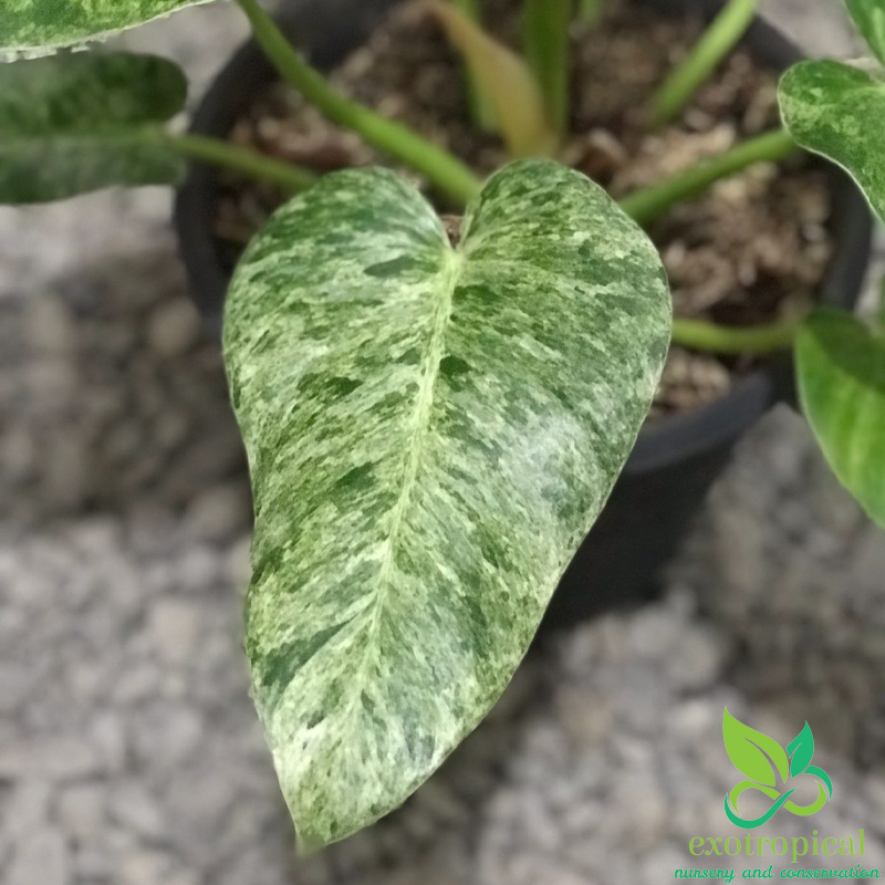 Philodendron Giganteum Variegated