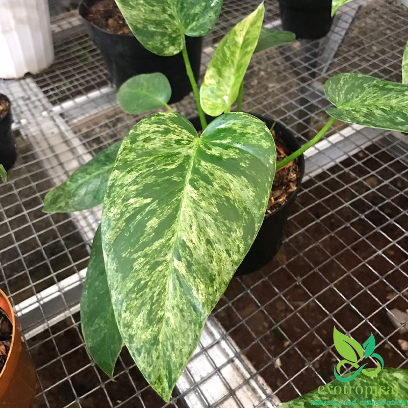 Philodendron Giganteum Variegated