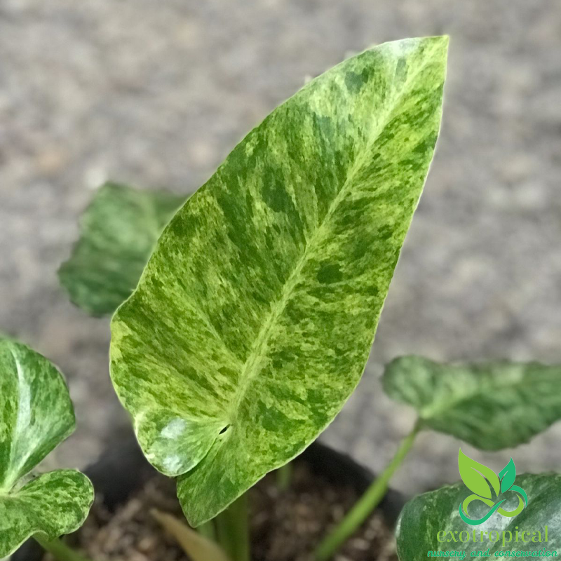 Philodendron Giganteum Variegated