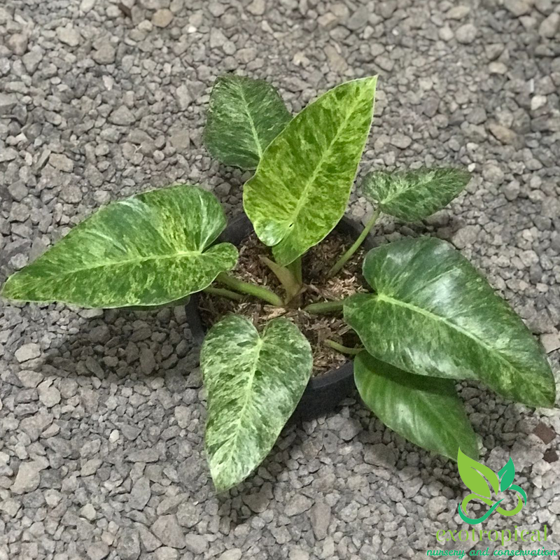 Philodendron Giganteum Variegated