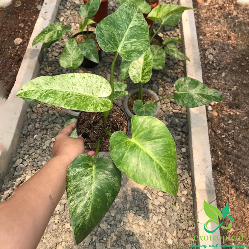 Philodendron Giganteum Variegated