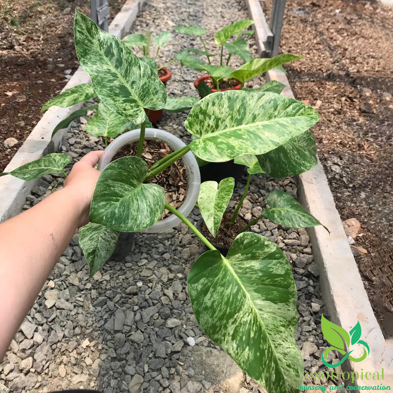 Philodendron Giganteum Variegated