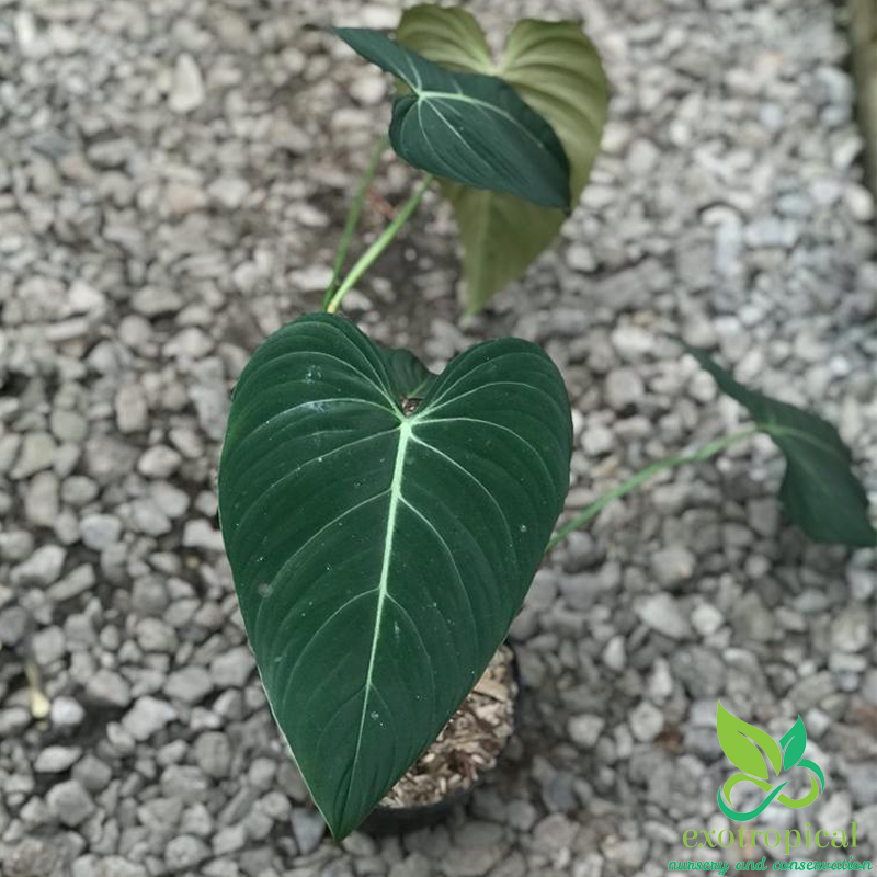 Philodendron Glorious (Philodendron Gloriosum x Philodendron Melanochrysum)