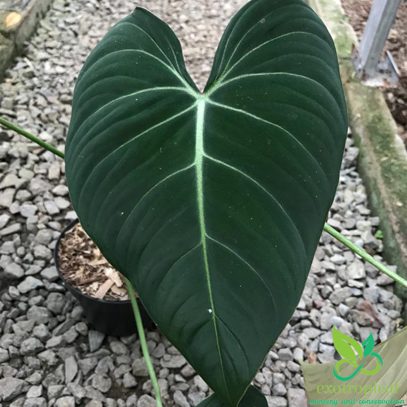 Philodendron Glorious (Philodendron Gloriosum x Philodendron Melanochrysum)