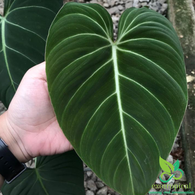 Philodendron Glorious (Philodendron Gloriosum x Philodendron Melanochrysum)