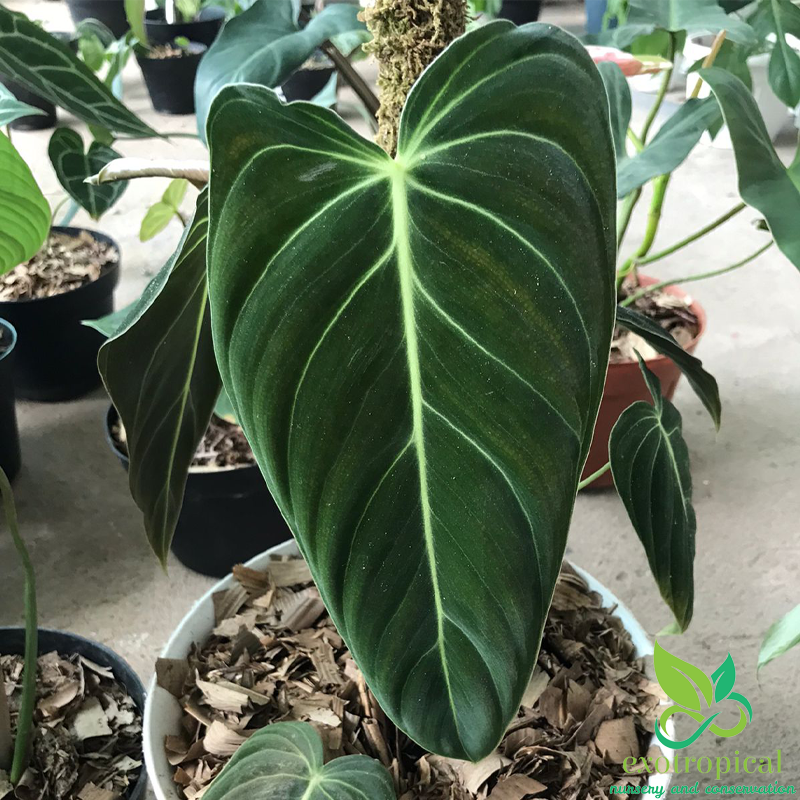 Philodendron Melanochrysum