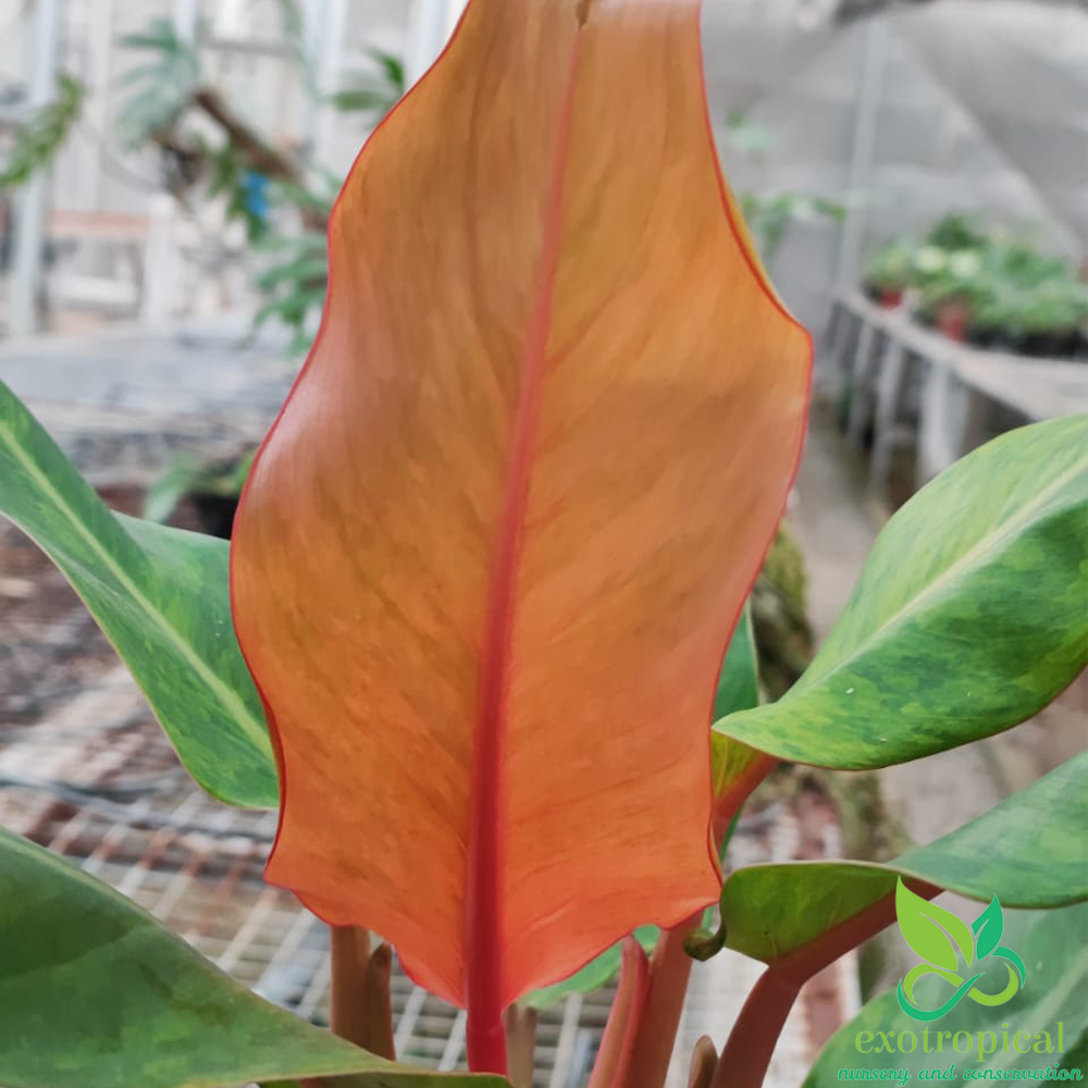 Philodendron Prince of Orange Marmalade
