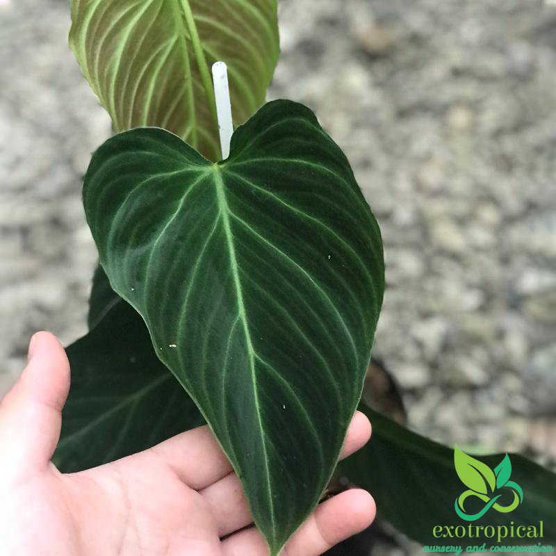 Philodendron Splendid (Philodendron Verrucosum x Philodendron Melanochrysum)