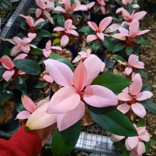 Philodendron Pink Congo