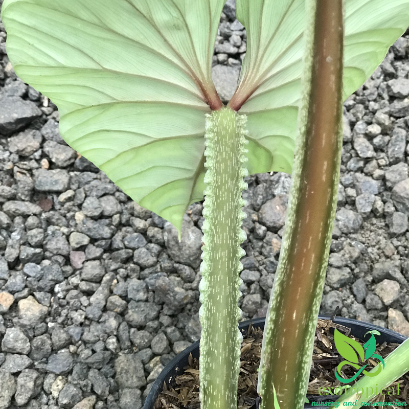 Philodendron Plowmanii