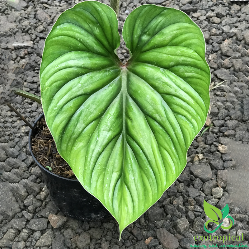 Philodendron Plowmanii