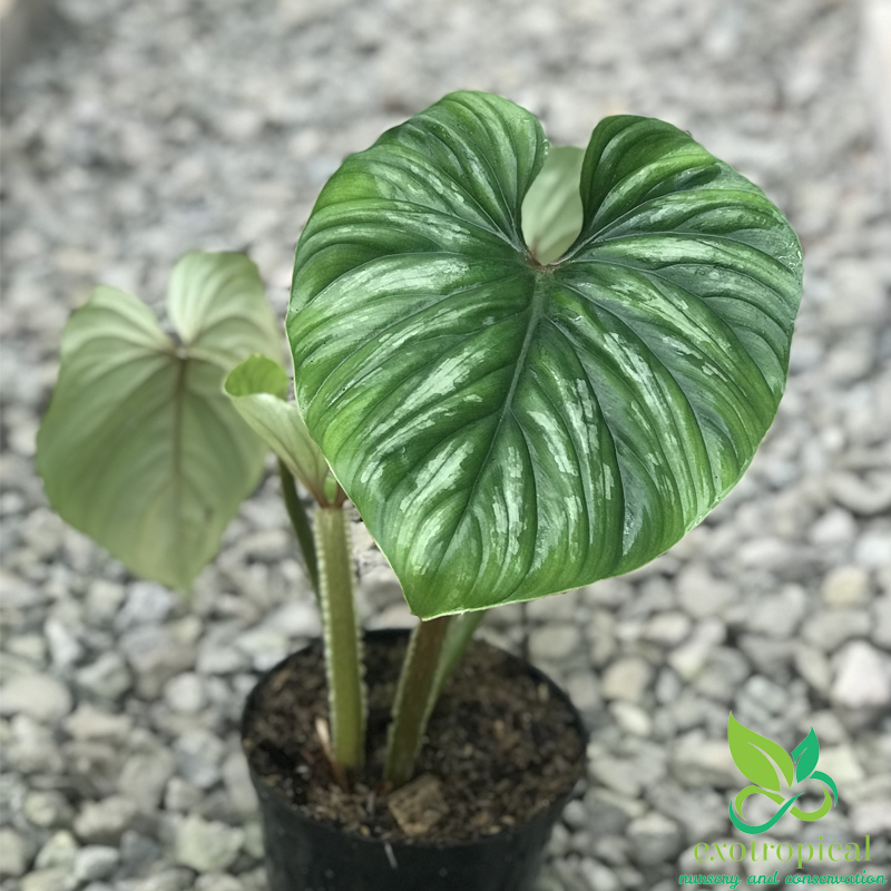 Philodendron Plowmanii