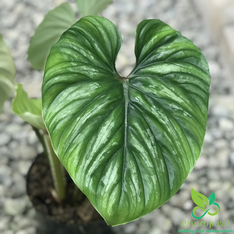 Philodendron Plowmanii