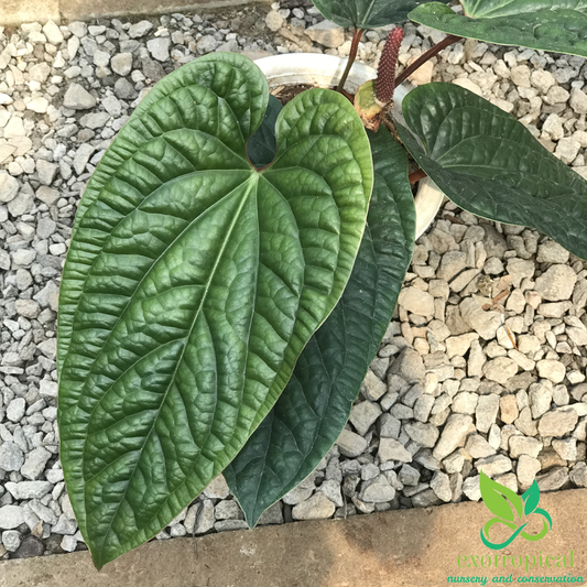 Anthurium Radicans