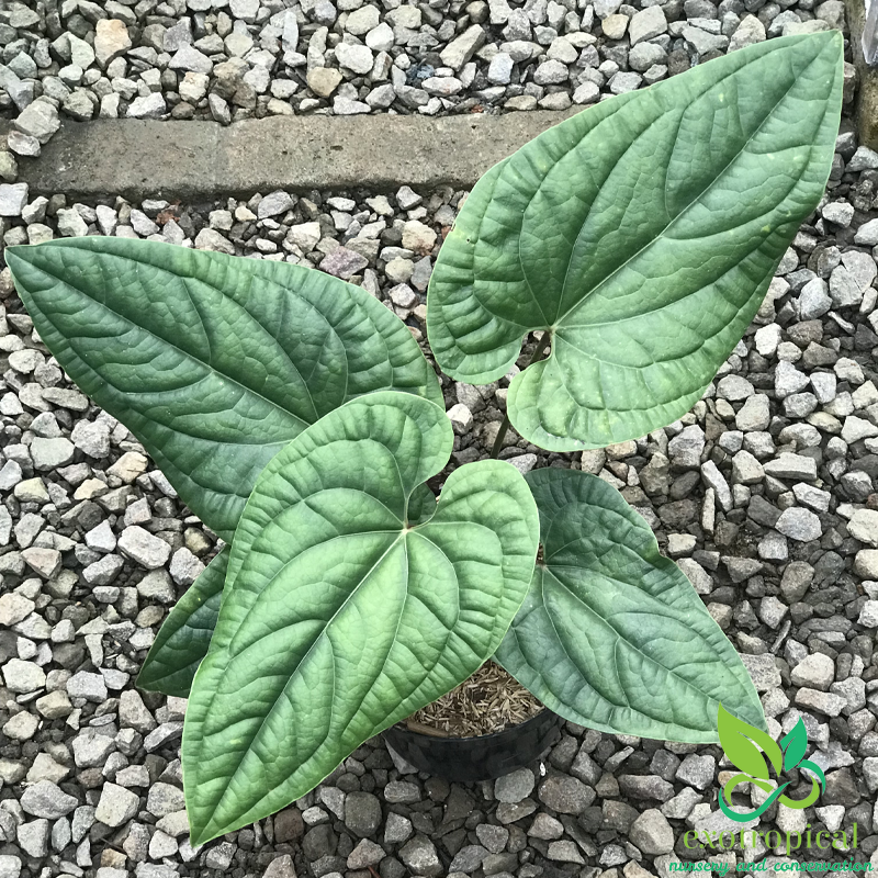 Anthurium Radicans