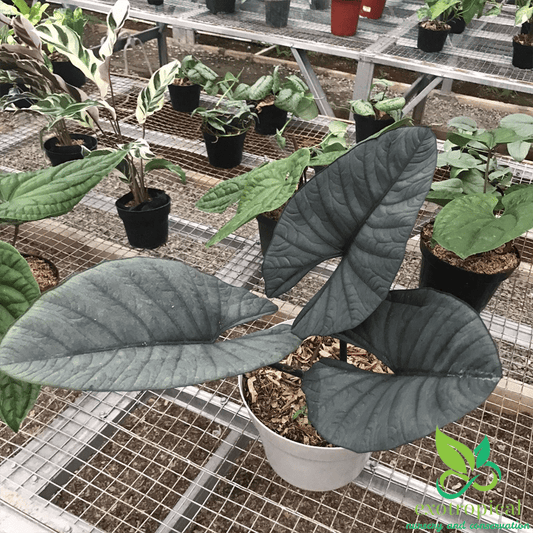 Alocasia Reginae
