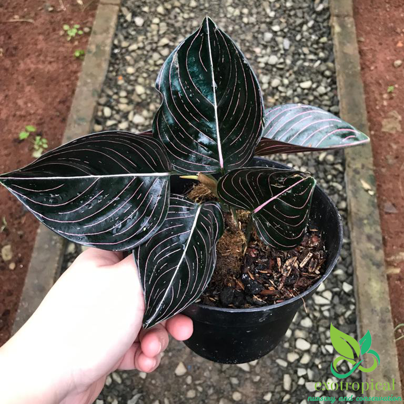 Aglaonema Rotundum