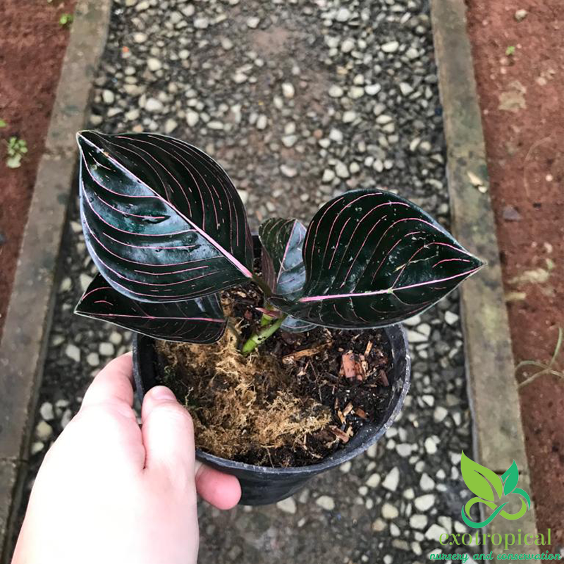 Aglaonema Rotundum