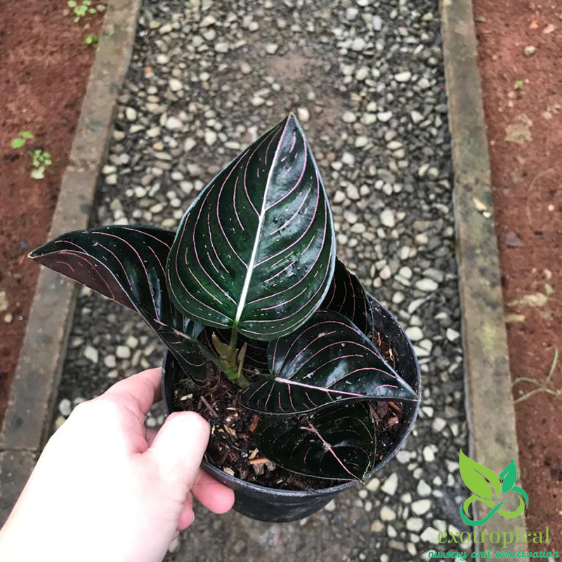 Aglaonema Rotundum