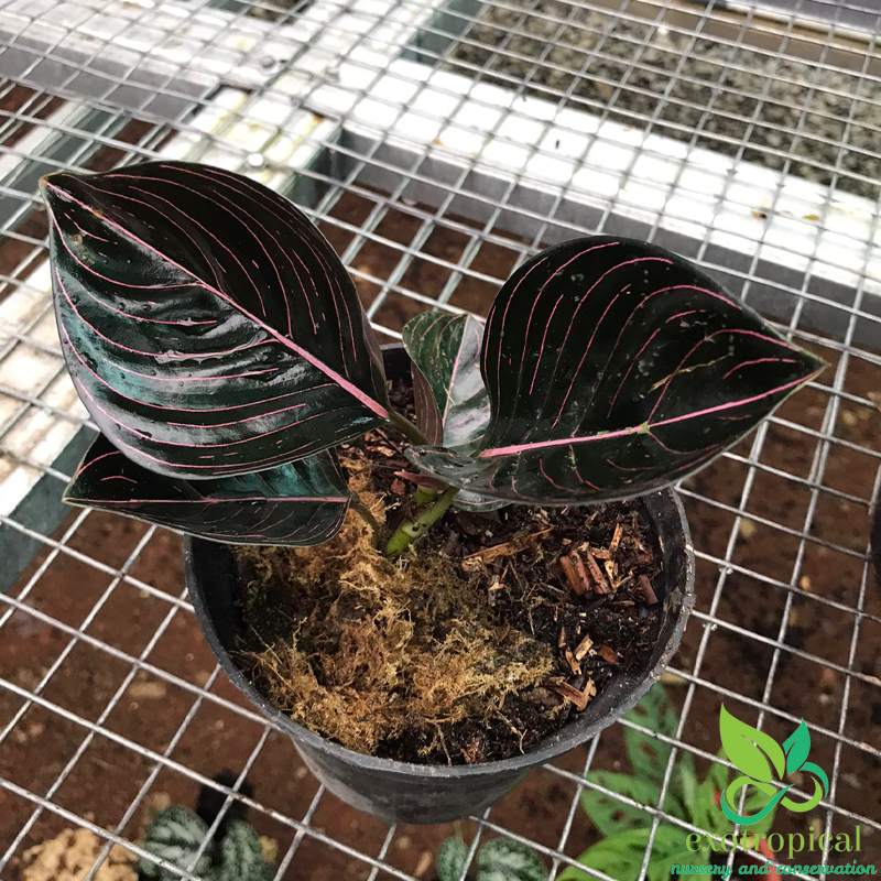 Aglaonema Rotundum