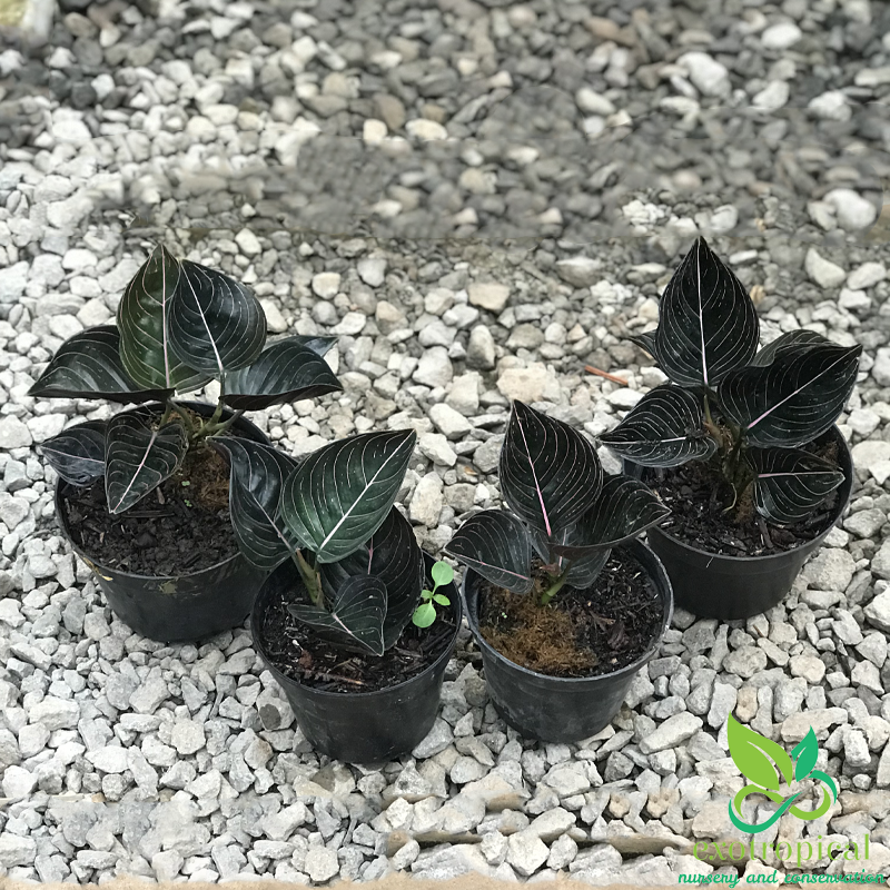 Aglaonema Rotundum