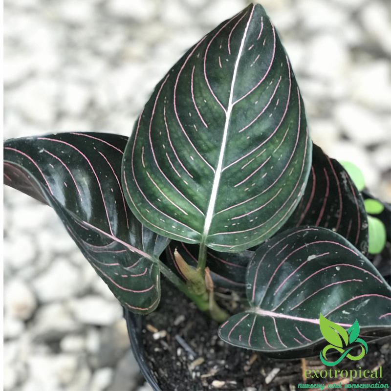 Aglaonema Rotundum