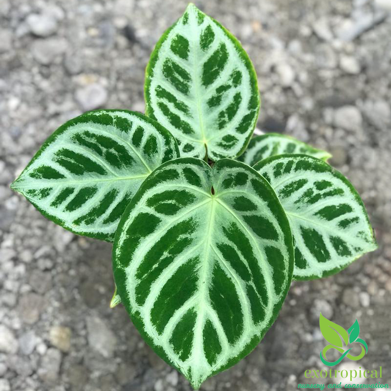 Anthurium Silver Blush