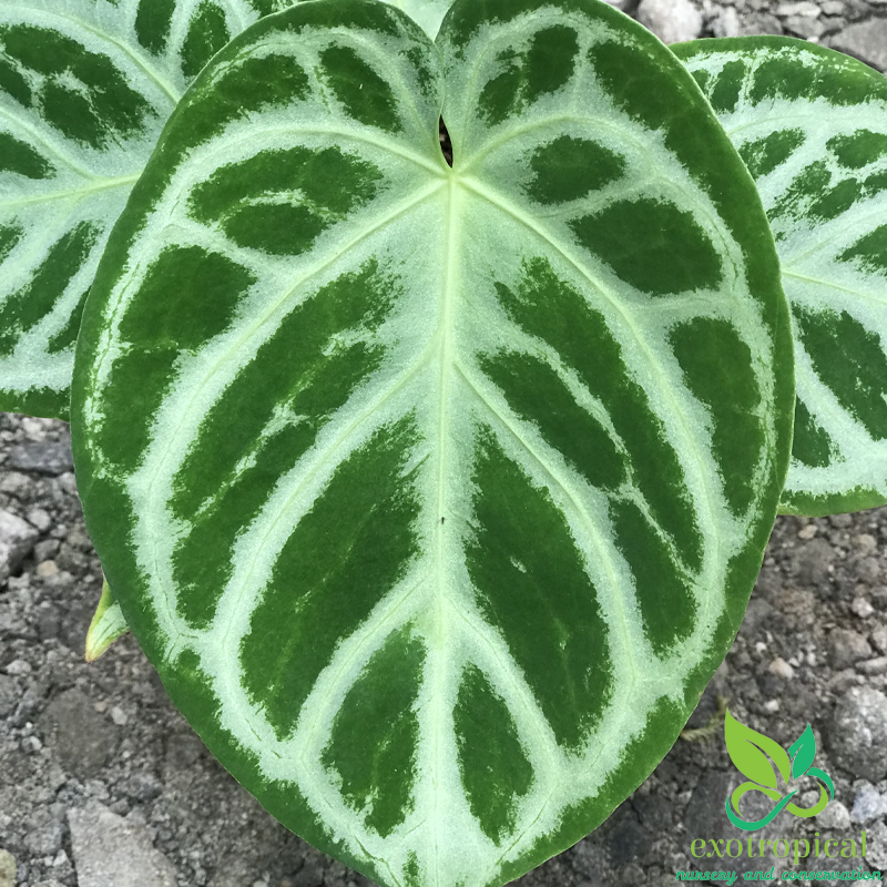 Anthurium Silver Blush