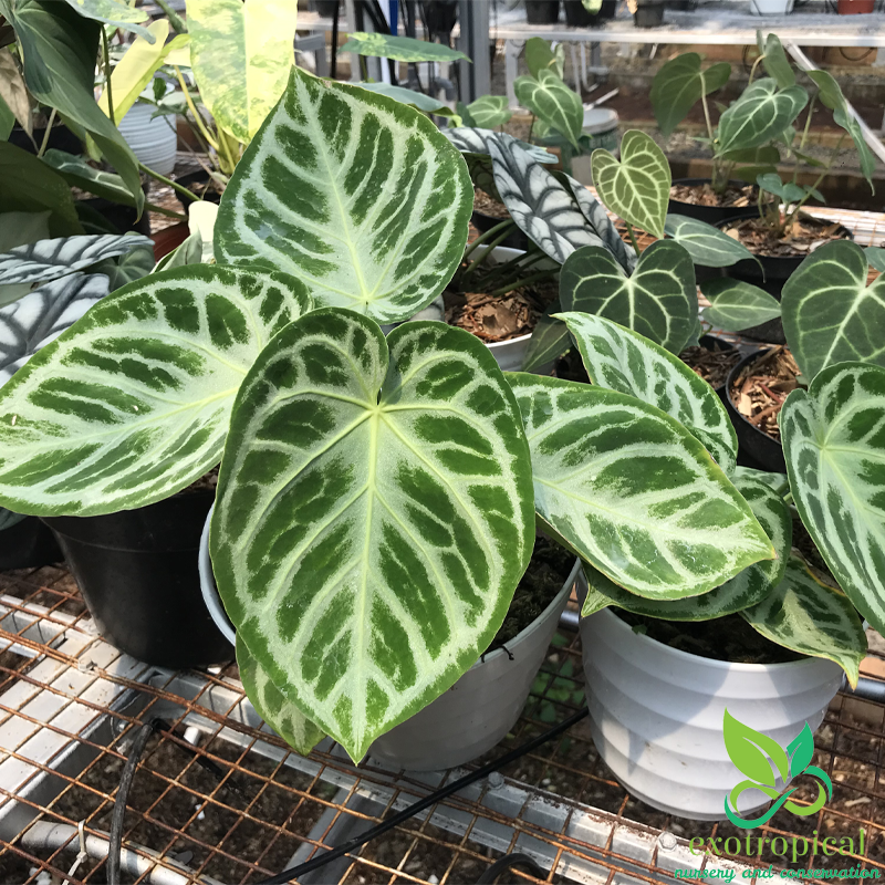 Anthurium Silver Blush