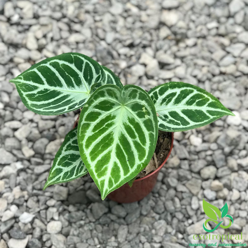 Anthurium Silver Blush