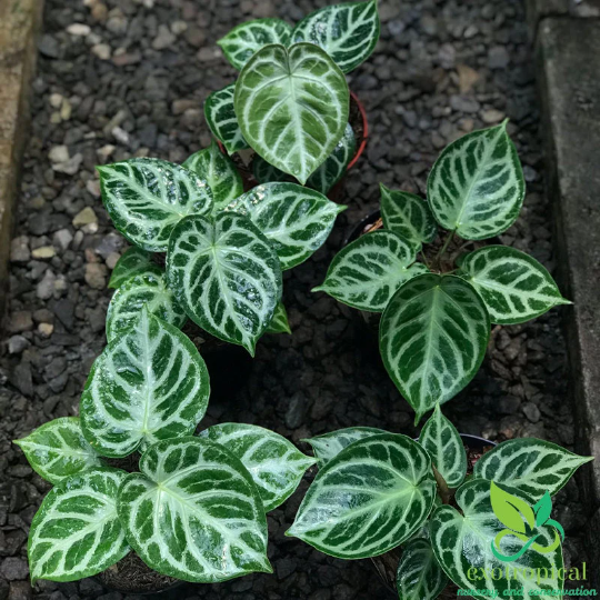 Exotropical Special Package A: Philodendron Anthurium