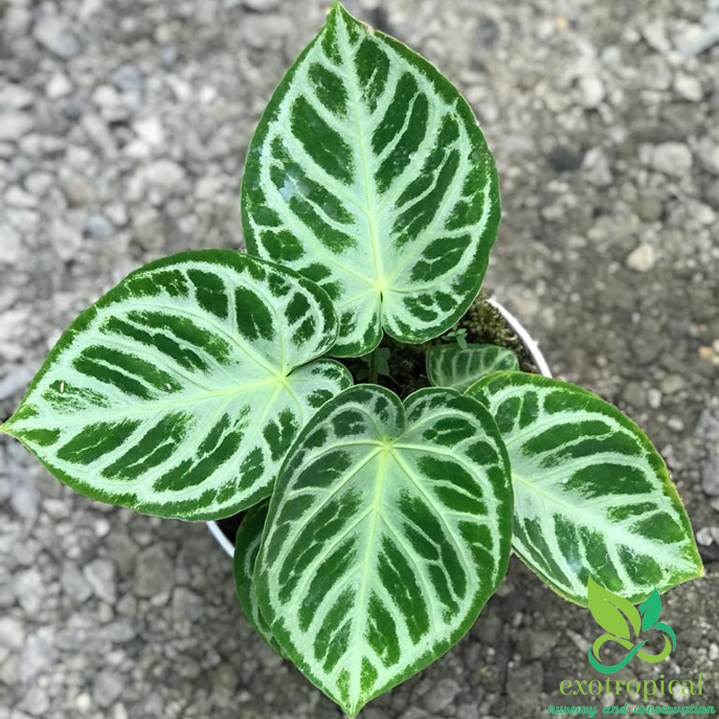 Anthurium Silver Blush