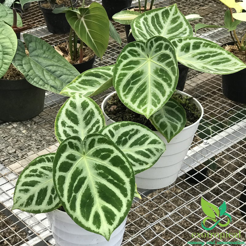 Anthurium Silver Blush