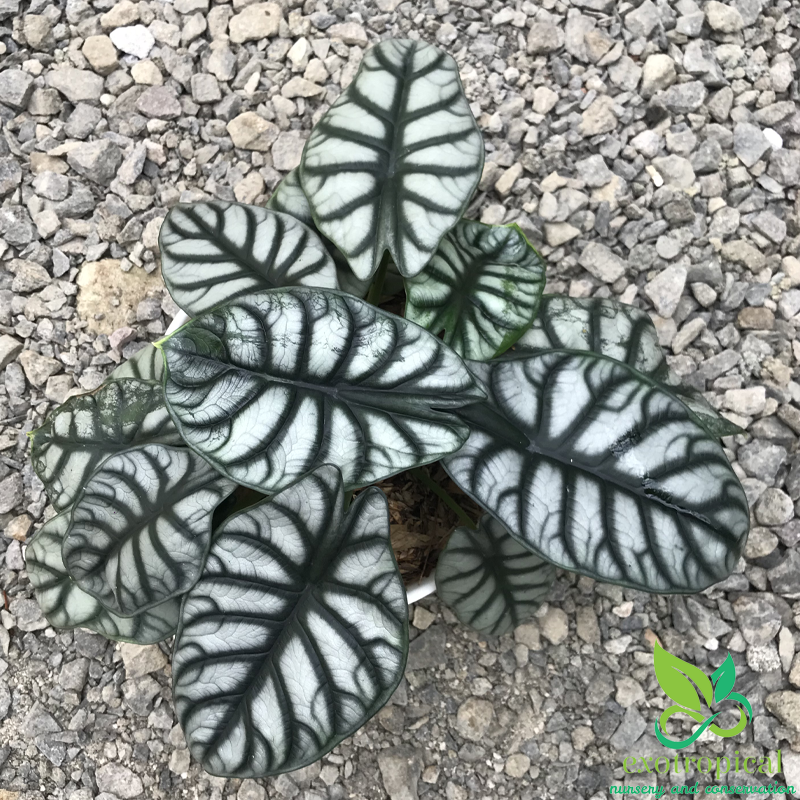 Alocasia Silver Dragon