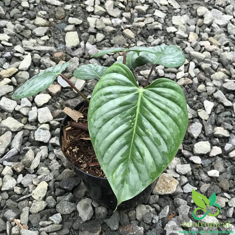 Philodendron Sodiroi