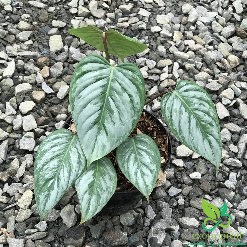 Philodendron Sodiroi