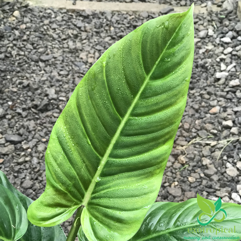 Philodendron Subhastatum