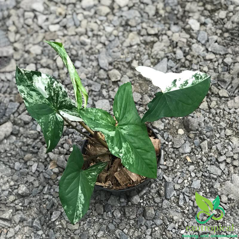 Syngonium Albo Variegated