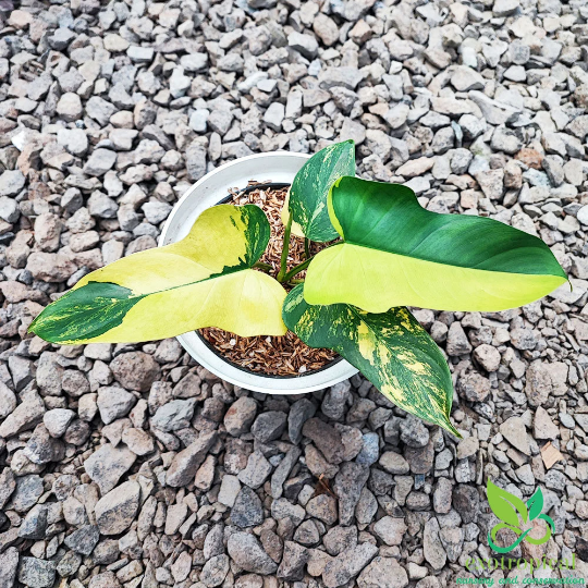 Philodendron Violin Variegated