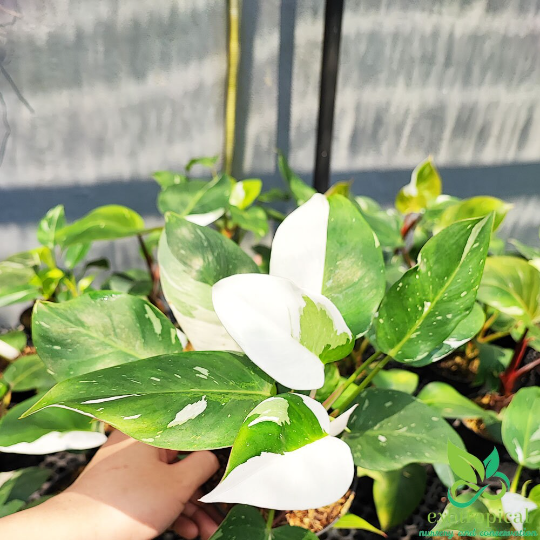 Philodendron White Princess Variegated