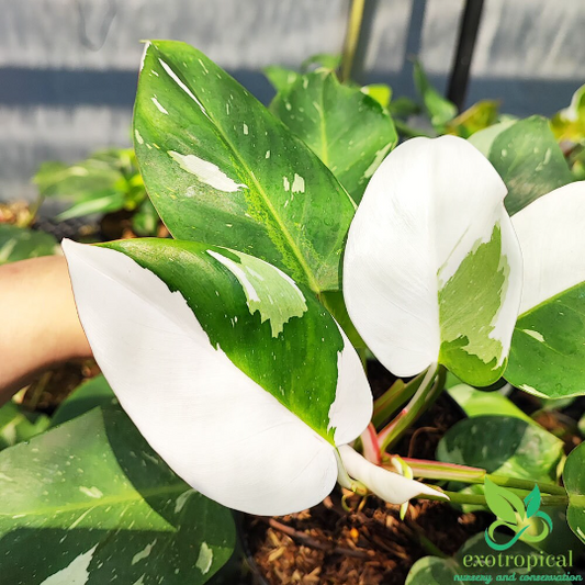 Philodendron White Princess Variegated