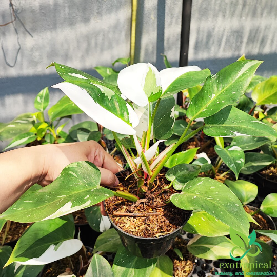 Philodendron White Princess Variegated