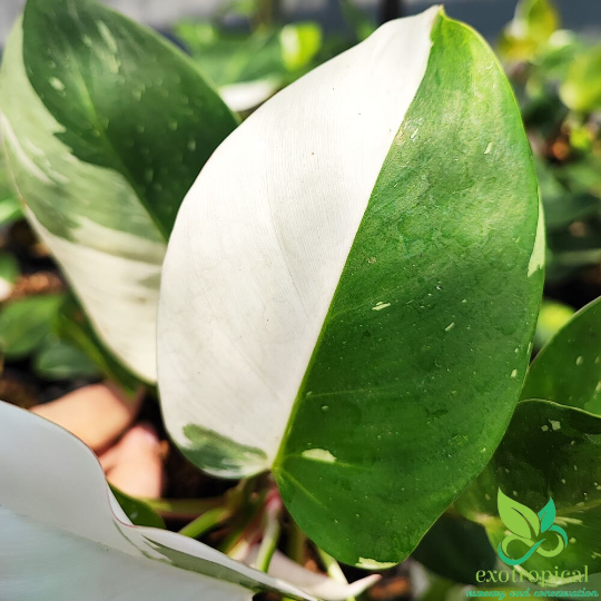 Philodendron White Princess Variegated